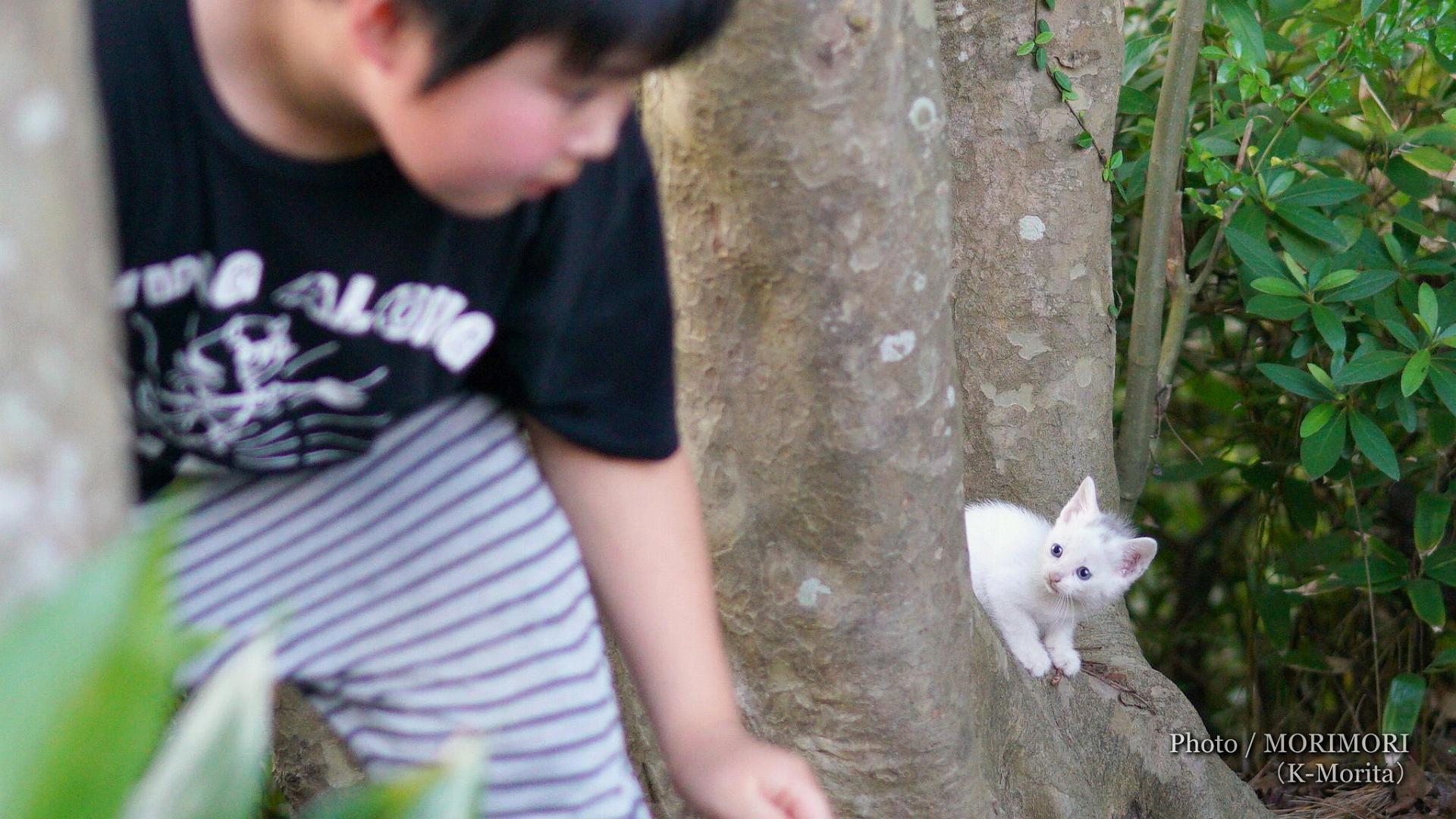 日々ブログ MORIMORI ＠宮崎県 | 【のら】野良猫の写真