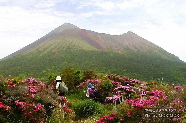 中岳中腹のミヤマキリシマと高千穂峰