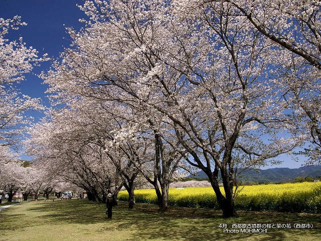 西都原古墳群の桜と菜の花の壁紙　p_miyazaki_04_005.jpg