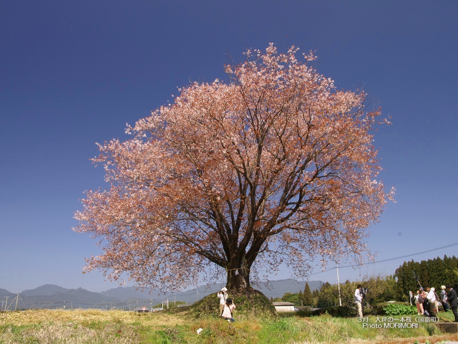 大坪の一本桜の壁紙