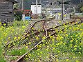 宮崎県写真壁紙（高千穂鉄道線路と菜の花）　p_miyazaki_04_010_s.jpg